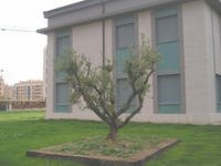 Vivienda El Olivo de Burgos